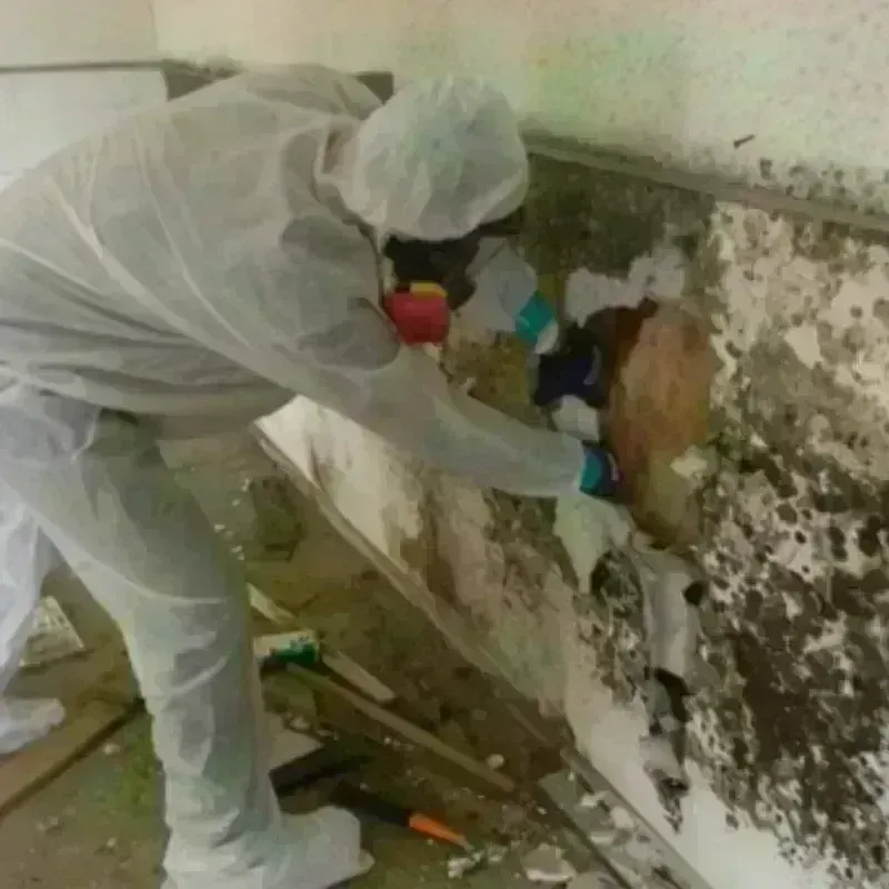 Mold Remediation and Removal in Tumwater, WA